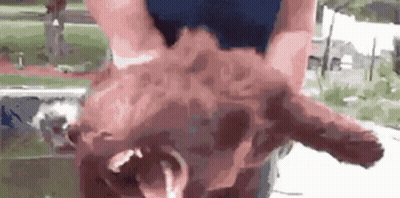 Person Holding Pig's Head GIF