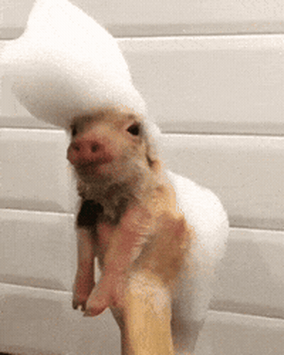 Person Holding Pig With Foam On Head GIF