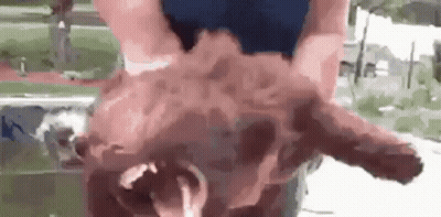 Person Holding Pig With Two Heads And Two Legs GIF