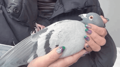 Person Holding Pigeon With Multicolored Nails GIF