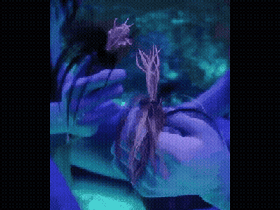 Person Holding Plant With Purple Background GIF
