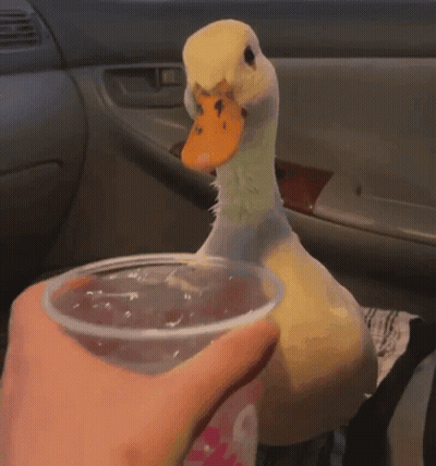 Person Holding Plastic Cup With Duck Background GIF