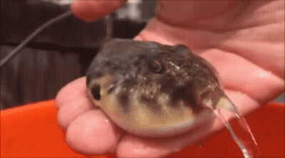 Person Holding Puffer Fish With Water Pouring Out GIF