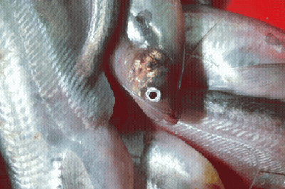 Person Holding Puffer Fish With Water Pouring Out GIF