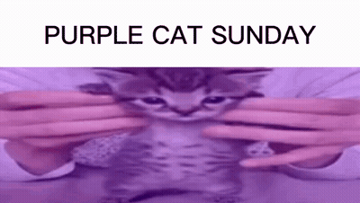 Person Holding Purple Kitten GIF