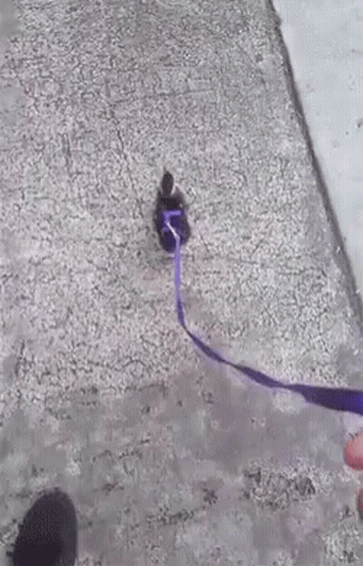Person Holding Purple Leash With Ribbon GIF