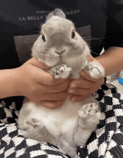 Person Holding Rabbit With La Belle Niere Shirt GIF