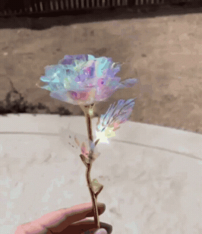 Person Holding Rainbow Rose GIF