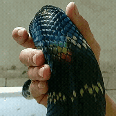 Person Holding Rainbow Snake GIF