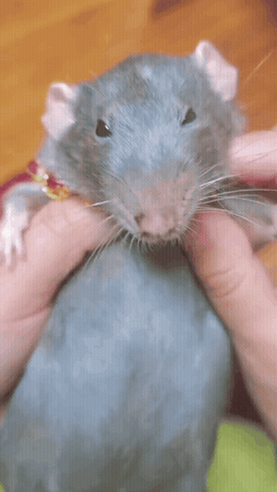 Person Holding Rat Wearing Necklace GIF