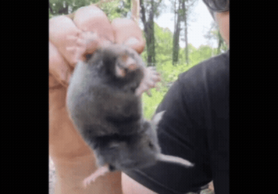 Person Holding Rat GIF