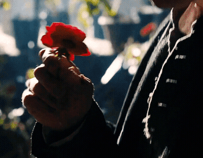 Person Holding Red Flower GIF