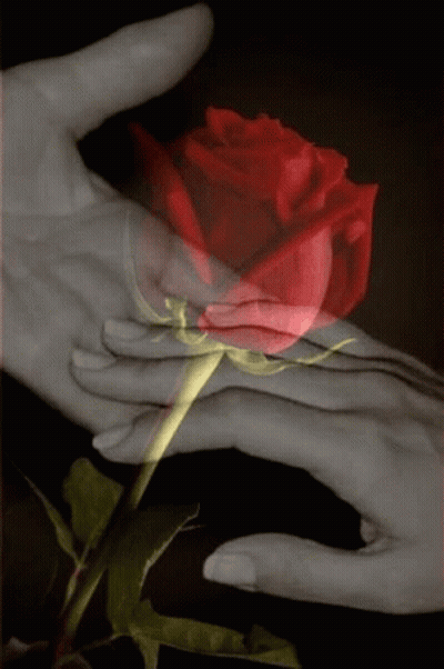 Person Holding Red Rose GIF