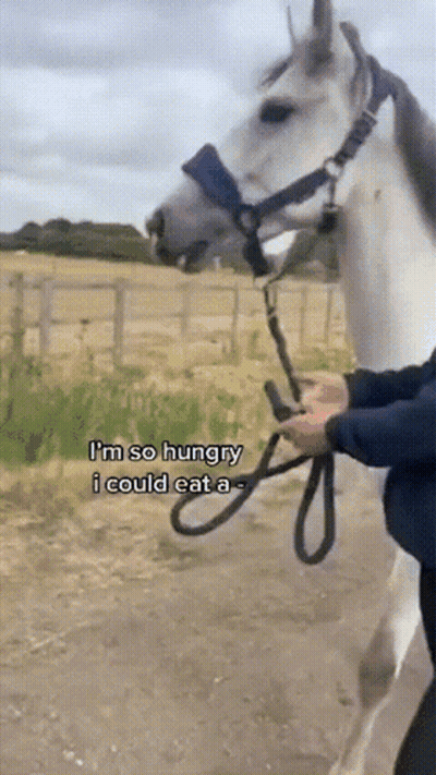 Person Holding Reins Of White Horse Saying Im So Hungry GIF