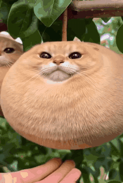 Person Holding Round Mushroom Cat GIF