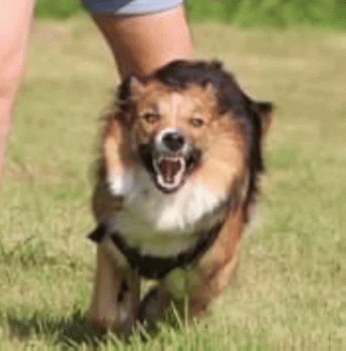 Person Holding Running Dog In Grass GIF