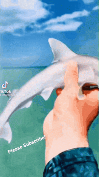 Person Holding Shark Saying Please Subscribe GIF