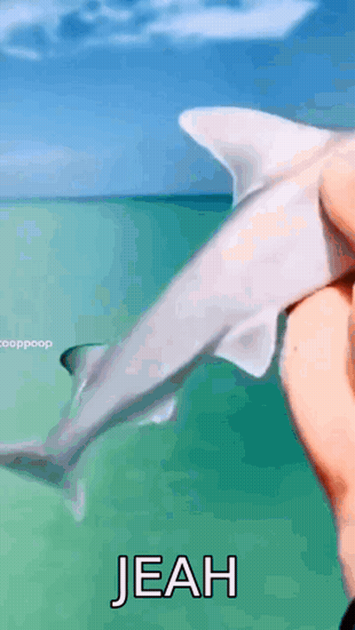 Person Holding Shark Swimming In Ocean GIF