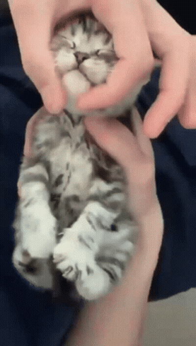 Person Holding Sleeping Kitten GIF