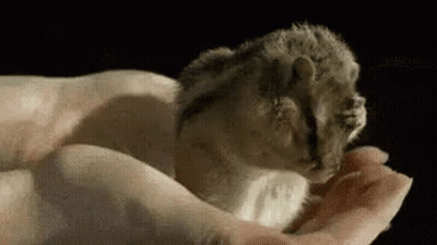 Person Holding Small Animal GIF