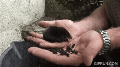 Person Holding Small Black Animal GIF