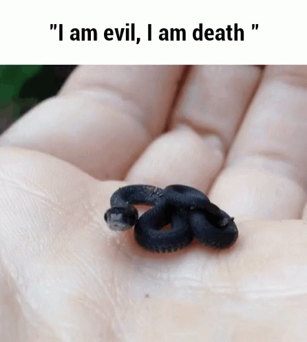 Person Holding Small Black Snake I Am Evil I Am Death GIF