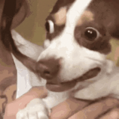 Person Holding Small Brown And White Dog With Mouth Open GIF