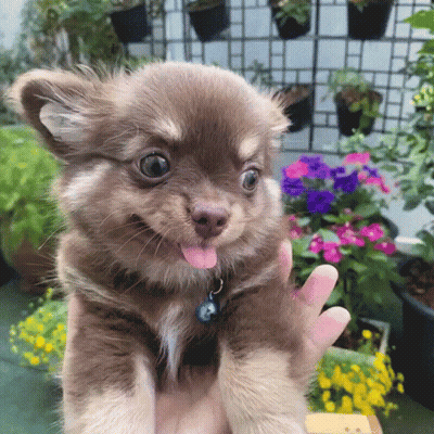 Person Holding Small Brown Puppy With Tongue Out GIF