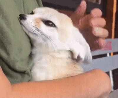 Person Holding Small Dog GIF