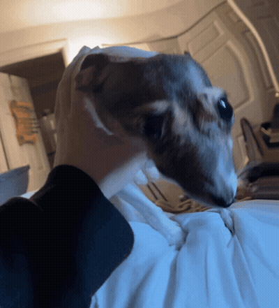 Person Holding Small Dog Looking At Camera GIF