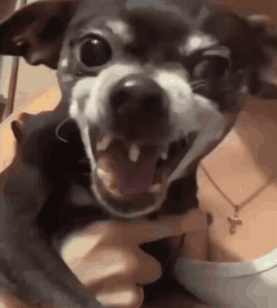 Person Holding Small Dog With Open Mouth GIF