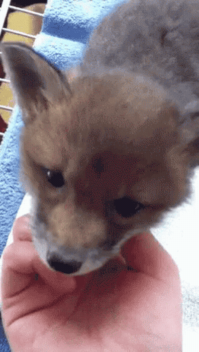 Person Holding Small Fox GIF