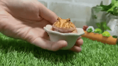 Person Holding Small Frog In Bowl On Green Field GIF