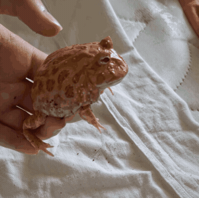 Person Holding Small Frog On White Towel GIF