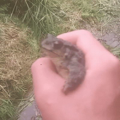 Person Holding Small Frog GIF