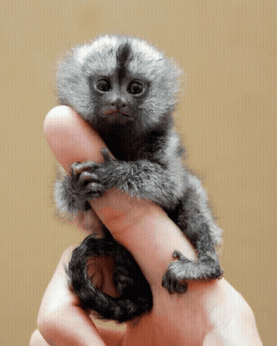 Person Holding Small Grey Monkey GIF