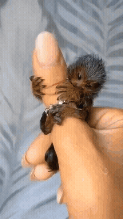 Person Holding Small Hedgehog GIF