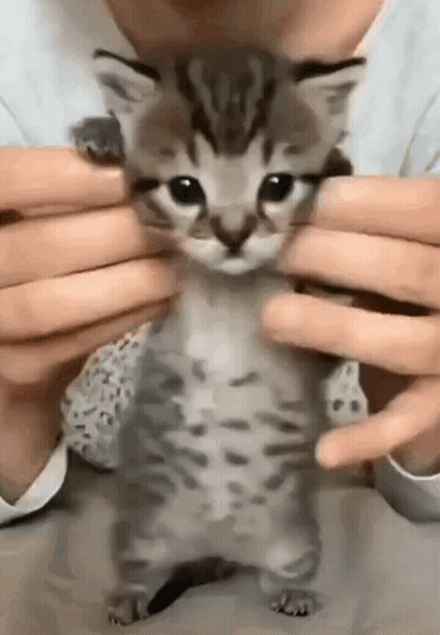 Person Holding Small Kitten GIF