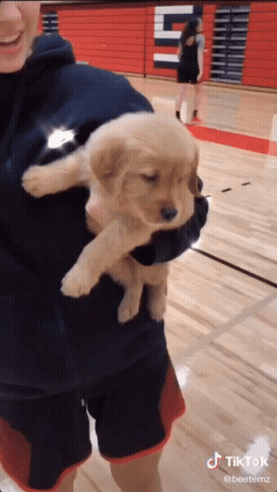 Person Holding Small Puppy While Woman Watches GIF