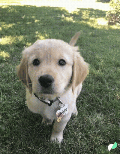 Person Holding Small Puppy While Woman Watches GIF