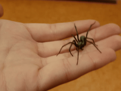 Person Holding Small Spider GIF