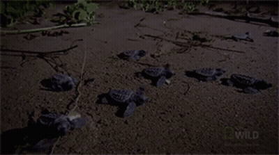 Person Holding Small Turtle Beside Pond GIF