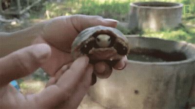 Person Holding Small Turtle In Front Of Pond GIF