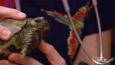 Person Holding Small Turtle With National Geographic Wild Logo GIF