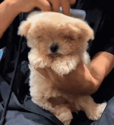 Person Holding Small White Dog GIF