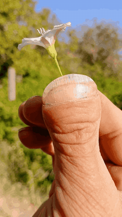 Person Holding Small White Flower On Thumb GIF