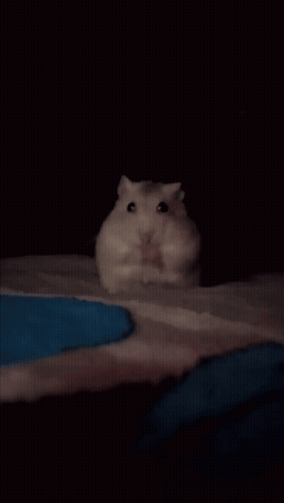 Person Holding Small White Hamster GIF