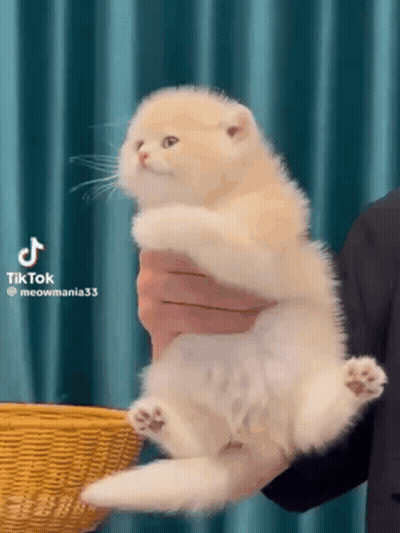 Person Holding Small White Kitten