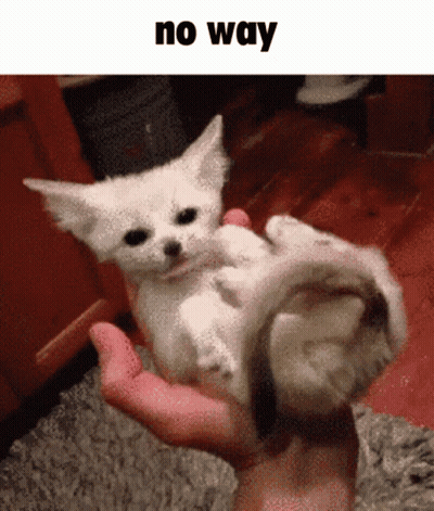 Person Holding Small White Kitten No Way GIF