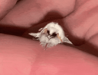 Person Holding Small White Moth GIF